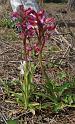 orchis papilionacea albina